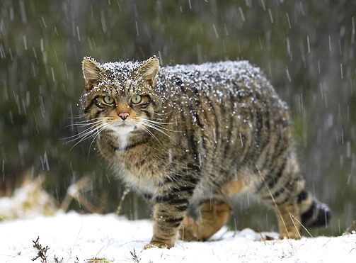 Ailuromanzia Tarocchi Mantegna Gatti